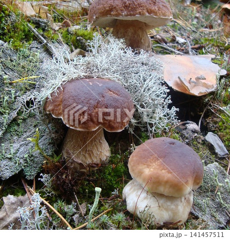 Three noble boletus mushrooms in the autumn forest Three noble boletus mushrooms in the autumn forest 141457511