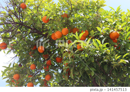 Branches of orange tree with orange fruits and green leaves 141457513