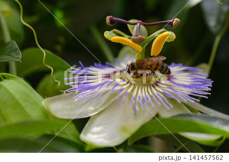 bee collecting nectar from a passion flower in a serene natural outdoor setting with vivid colors and a close-up perspective, showcasing the beauty of nature and wildlife photography. bee collecting nectar from a passion flower in a serene natural outdoor setting with vivid colors and a close-up perspective, showcasing the beauty of nature and wildlife photography. 141457562