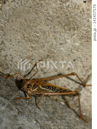 Close encounter with a grasshopper exploring a textured surface in a quiet corner of nature 141457579