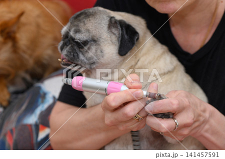 pug having nails trimmed outdoors with another dog in the background neutral close shot focusing electric clipper dog paw metallic plastic pet care grooming gray black. pug having nails trimmed outdoors with another dog in the background neutral close shot focusing electric clipper dog paw metallic plastic pet care grooming gray black. 141457591