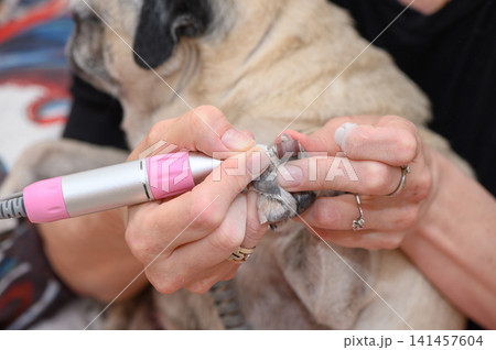 trimming dog's nails with electric clipper in indoor setting close-up on hands and paw routine pet care process at home or office space for grooming services and owner care. trimming dog's nails with electric clipper in indoor setting close-up on hands and paw routine pet care process at home or office space for grooming services and owner care. 141457604