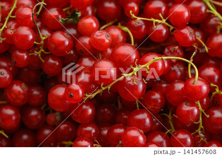 clustered red currants in a fresh and vibrant close-up view with green stems and a clean background for food photography and healthy eating concepts. natural products. 141457608