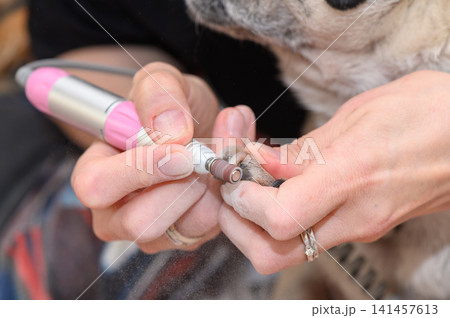 dog getting nail trimming with electric grinder in indoor setting, calm routine care, close-up view, top-down perspective, pink and silver colors, pet grooming services, dog paw, metal, pet. 141457613