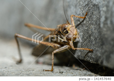 Close encounter with a grasshopper exploring the ground in a sunny garden on a warm summer afternoon Close encounter with a grasshopper exploring the ground in a sunny garden on a warm summer afternoon 141457640