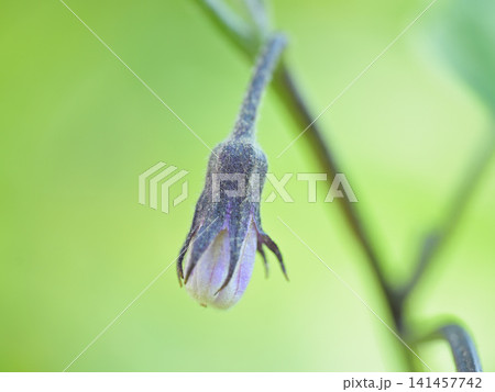 家庭菜園で育つナスの花のつぼみのマクロ写真 141457742