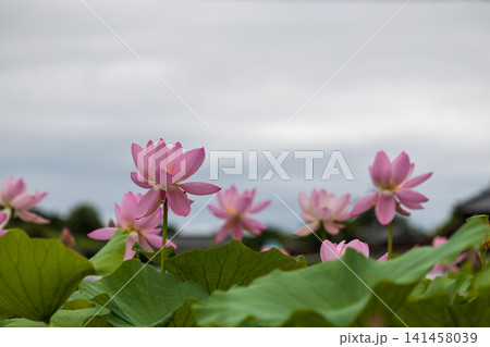 ピンク色の蓮の花が綺麗 141458039