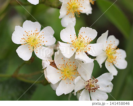 ノイバラの花の生態写真 ノイバラの花の生態写真 141458046