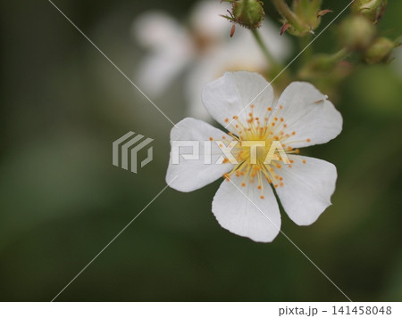 ノイバラの花の生態写真 141458048