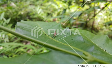 Dictyopharidae, Planthopper Nymph, red treehopper nymph, Pandanus planthopper, Flatidae, Dictyophara nakanonis. Dictyopharidae, Planthopper Nymph, red treehopper nymph, Pandanus planthopper, Flatidae, Dictyophara nakanonis. 141458259