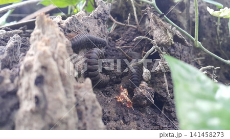 Myriapoda (Centipedes, Millipedes, Diplopoda, Polydesmida), Epanerchodus, Coromus vittatus vittatus, Spirostreptus giganteus Myriapoda (Centipedes, Millipedes, Diplopoda, Polydesmida), Epanerchodus, Coromus vittatus vittatus, Spirostreptus giganteus 141458273