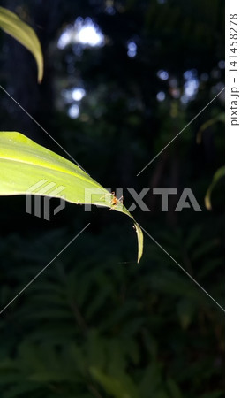 Weaver ants (Oecophylla) on green leaves. Shot in the forest. Weaver ants (Oecophylla) on green leaves. Shot in the forest. 141458278
