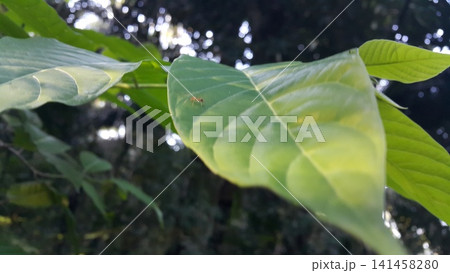 Out of focussed. Weaver ants (Oecophylla) on green leaves. Shot in the forest. Out of focussed. Weaver ants (Oecophylla) on green leaves. Shot in the forest. 141458280