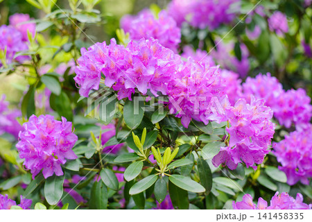 Close Up of Purple Rhododendron Catawbiense Petals and Stems Close Up of Purple Rhododendron Catawbiense Petals and Stems 141458335