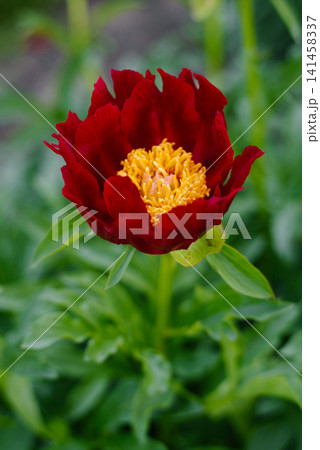 Deep Red Mahogany Peony Flower In Spring Garden Deep Red Mahogany Peony Flower In Spring Garden 141458337