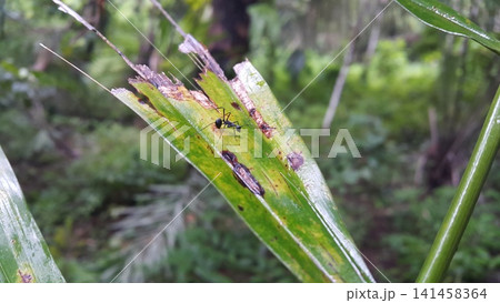 Polyrhachis Diving Insect on green leaf. Shot in the forest. Spiny Ants, Formicidae. 141458364