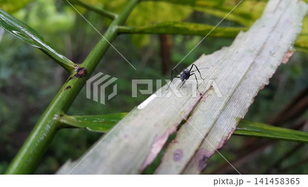 Polyrhachis Diving Insect on green leaf. Shot in the forest. Spiny Ants, Formicidae. 141458365
