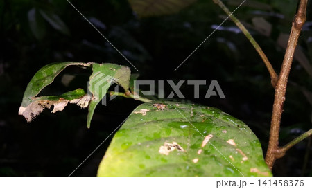 Golden jumping spider. Shot in the forest. Pseudemathis trifida, Lurio conspicuus, Salticidae, ordo Araneae, phanias. Prostheclina pallida, Tutelina elegans, Colonus sylvanus. 141458376