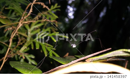 Leiobunum, Neopilionidae, Holcobunus sp, Sclerosomatidae, Marthana niveata, Pantopsalis coronata, Pseudogagrella dorsomaculata, Black Harvestman, Hadrobunus rotundum. Leiobunum, Neopilionidae, Holcobunus sp, Sclerosomatidae, Marthana niveata, Pantopsalis coronata, Pseudogagrella dorsomaculata, Black Harvestman, Hadrobunus rotundum. 141458397