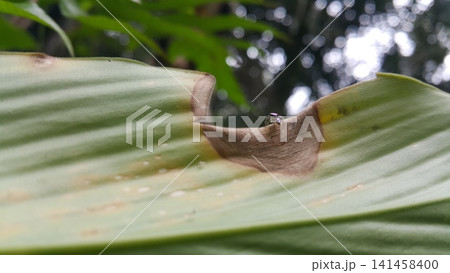 Blue jumping spider. Shot in jungle. Blue jumping spider. Shot in jungle. 141458400