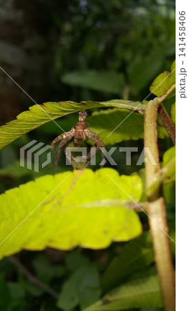 Huntsman spider shell hanging on a leaf. Huntsman spider, Cupiennius salei, wolf spider, Pisaura Mirabilis. 141458406