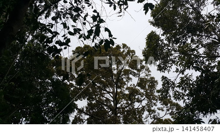 View of tree leaves and sky. background, wallpaper 141458407