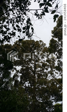 View of tree leaves and sky. background, wallpaper View of tree leaves and sky. background, wallpaper 141458408