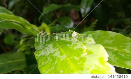 Caucasian green leafhopper Cicadella viridis sitting on a green leaf of a plant in summer. 141458410