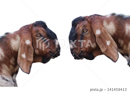 two anglo nubian goat isolated on white background two anglo nubian goat isolated on white background 141458413