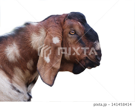 Anglo nubian goat isolated on white background Anglo nubian goat isolated on white background 141458414