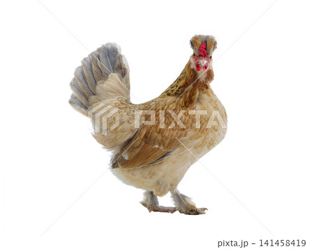 beige chicken isolated on white background beige chicken isolated on white background 141458419