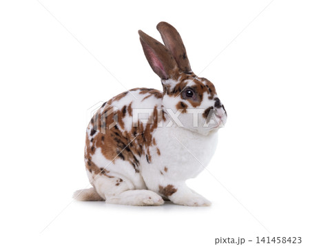 spotted rabbit isolated on a white background spotted rabbit isolated on a white background 141458423