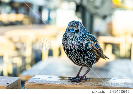 Bird Starling Sturnus vulgaris closeup ornithology 141458643