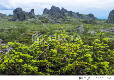 Dwarf larch trees growing on the top of a mountain plateau in the summer Dwarf larch trees growing on the top of a mountain plateau in the summer 141459008