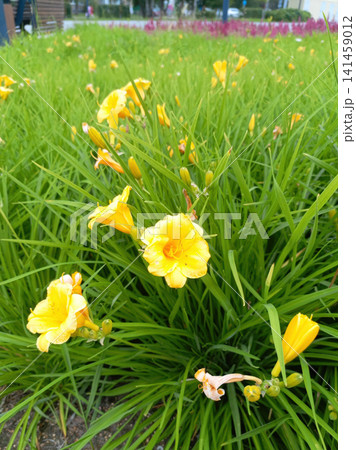 Yellow daylily flowers in the garden, closeup of photo Yellow daylily flowers in the garden, closeup of photo 141459012