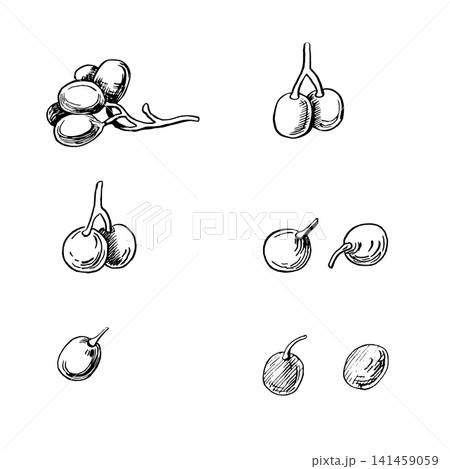 A vector set of grapes, done in a sketch style. Ideal for: wine lists, labels, packaging, beverage advertising, winery websites, restaurants, bars, food blogs, and invitations. A vector set of grapes, done in a sketch style. Ideal for: wine lists, labels, packaging, beverage advertising, winery websites, restaurants, bars, food blogs, and invitations. 141459059