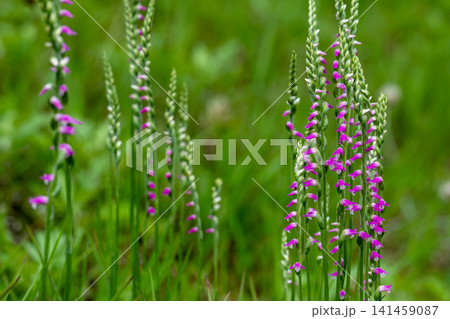 ネジバナの花 141459087
