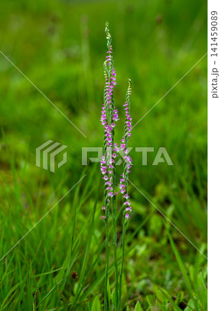 ネジバナの花 141459089