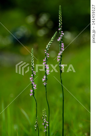 ネジバナの花 141459127