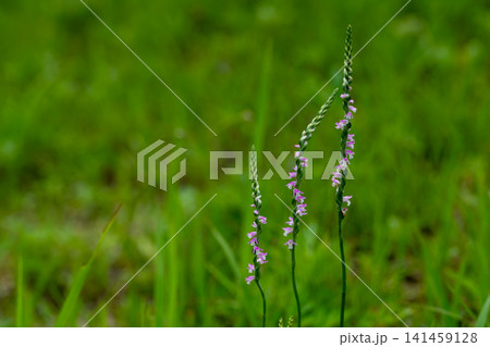 ネジバナの花 141459128