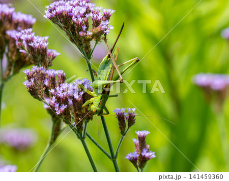 ヤナギハナガサの花にいるメスのヤブキリ ヤナギハナガサの花にいるメスのヤブキリ 141459360