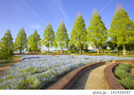 ひまわりの丘公園のネモフィラと新緑のメタセコイヤ並木 ひまわりの丘公園のネモフィラと新緑のメタセコイヤ並木 141459397