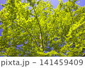 メタセコイアの青葉（新緑）/三木山森林公園にて撮影 141459409