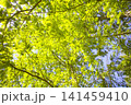 メタセコイアの青葉（新緑）/三木山森林公園にて撮影 141459410