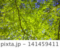 メタセコイアの青葉（新緑）/三木山森林公園にて撮影 141459411