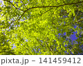 メタセコイアの青葉（新緑）/三木山森林公園にて撮影 141459412