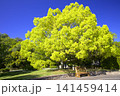 新緑の三木山森林公園（クスノキ） 141459414