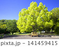 新緑の三木山森林公園（クスノキ） 141459415