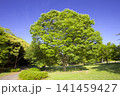新緑の三木山森林公園（ケヤキ） 141459427