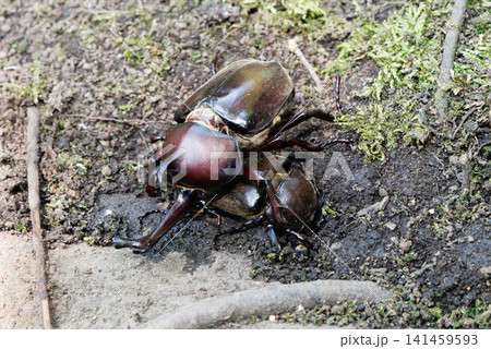 カブトムシの求愛行動 カブトムシの求愛行動 141459593